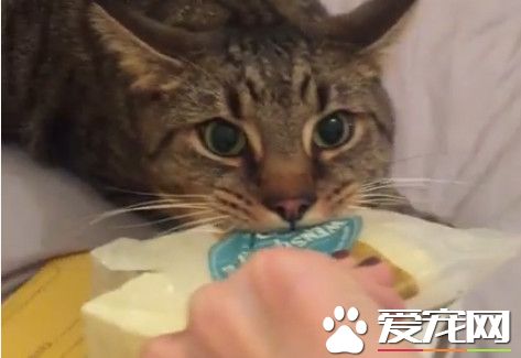 貪吃貓緊咬起司面包不放 低吼不給不許搶