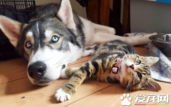 狗狗的分離焦慮癥 被治愈力超強的喵星人治好