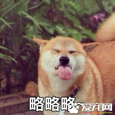 好寵物之圖鑒 會吐舌是重要因素