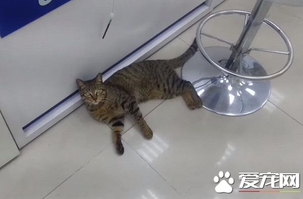浪喵大鬧通訊行 知錯帶著厚禮賠罪道歉