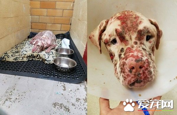 比特犬被蜜蜂螫成大花臉 拋棄在醫院孤單療傷