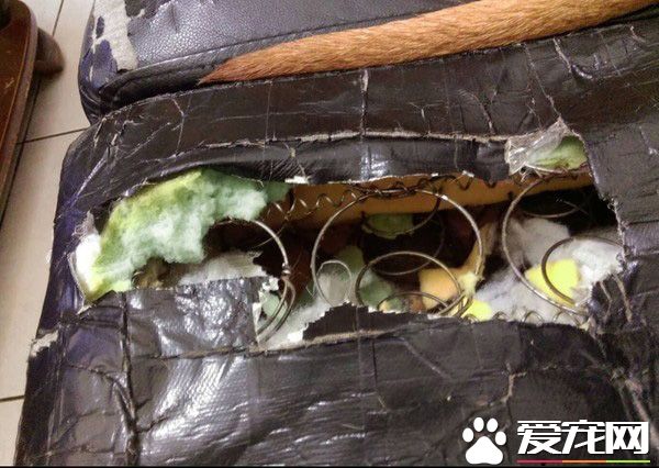 個性親人親狗又活潑的狗狗 長大后意外和牛撞型