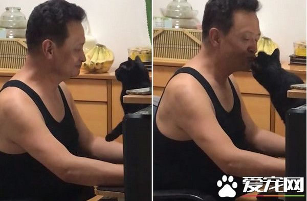 千萬別小看毛孩子的魔力！說不養貓的爸爸成忠實貓奴
