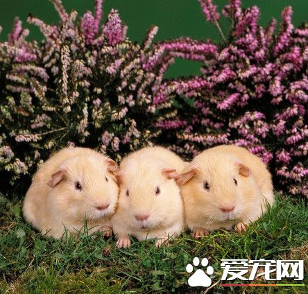 只養一只金魚是犯法 瑞士政府孤單就是虐待