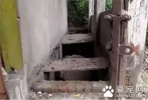 流浪狗因血染垃圾堆被人救助 卻仍被遣返回去
