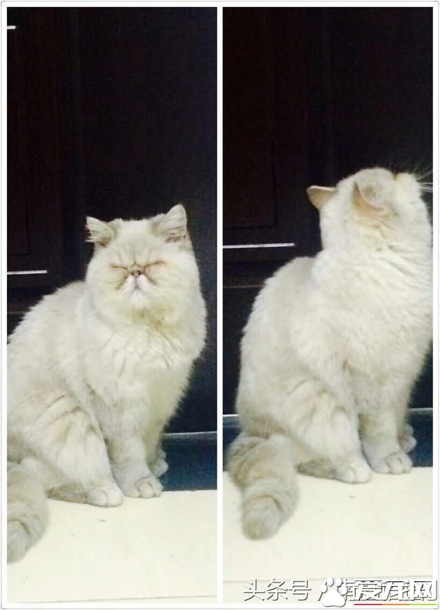 從一只寵物貓說起