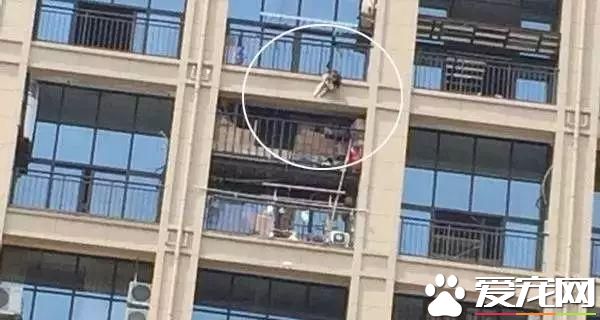 寵物狗陽臺死亡？背后原因是許多鏟屎官都會犯的錯誤