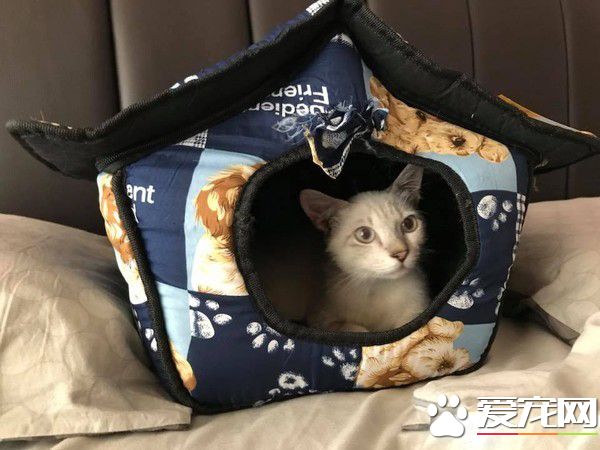 全身臟兮兮浪喵 收編后僅3個月蛻變成絕世美貓