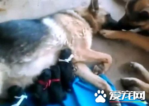 恩愛的德牧夫妻 卻生出了一窩黑色的小德牧