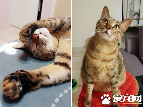 喵星人飛撲電視準備接球 好激動的應援團貓