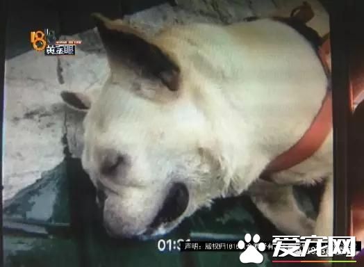 價值6萬多元的寵物狗獨自乘滴滴死了 責任在誰？