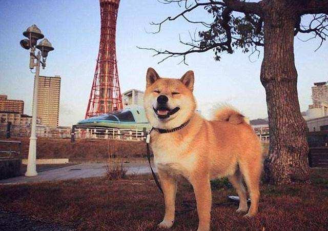 轉發：柴犬與大黃狗相似度頗高，為何身價與知名度卻相差甚遠？