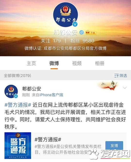 成都一金毛犬遭劃70余刀死亡 郫都警方已介入調查