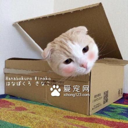 高冷的喵星人被打上腮紅之后