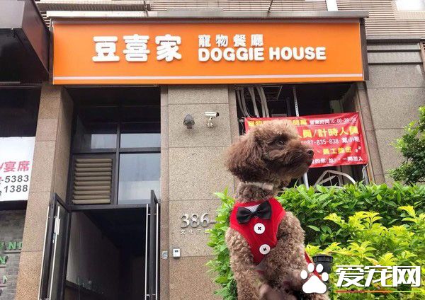 超級弟控貴賓犬 不容許任何人欺負弟弟