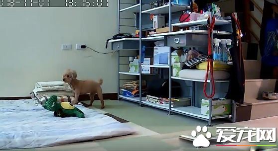 演技派的高手 超有戲精魂紅貴賓愛演殘障狗劇碼