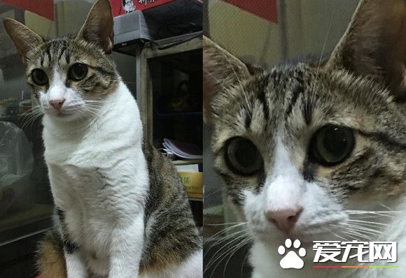 虎斑貓喜歡跳神桌 還明目張膽的喝起敬茶