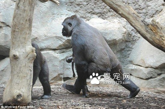 猩猩媽媽死守一周試圖喚醒不幸夭折的小猩猩