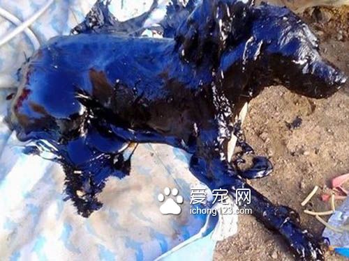 殘忍的主人把狗狗丟盡瀝青湖 幸得好心人及時救援