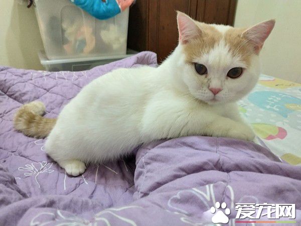 聽睡覺立刻窩大腿縫隙塞好 抬頭超溫柔眼神說晚安