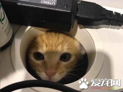 小橘貓塞桌洞監視主人 跟主人玩打地鼠