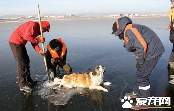 狗狗被卡凍冰上 救援隊幫助脫困后又放回街頭