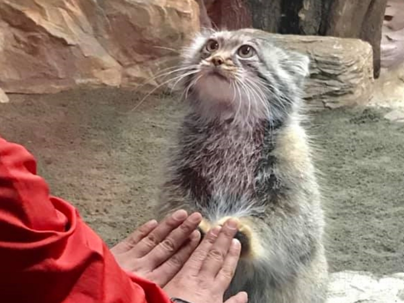 只對你情有獨鐘！ 兔猻肉球貼玻璃深情等飼育員心上人
