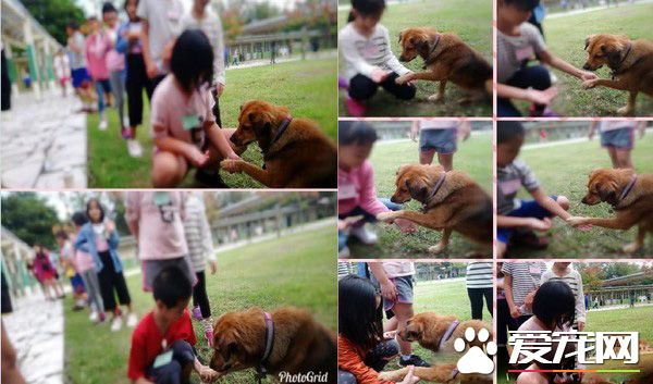 浪浪變身校園明星犬 每天都要辦粉絲見面會