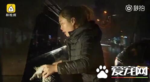 2018最暖女司機！流浪貓屢次鉆車輪，她冒雪耐心救出