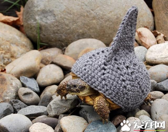 寵物換裝扮鯊魚 電視上露臉又呆又萌(高清組圖)- 新聞