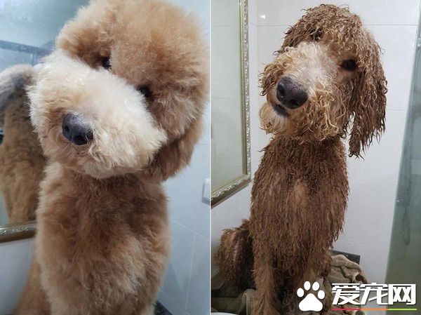 貴賓洗澡變身玉米面頭 招牌呆萌表情笑噴