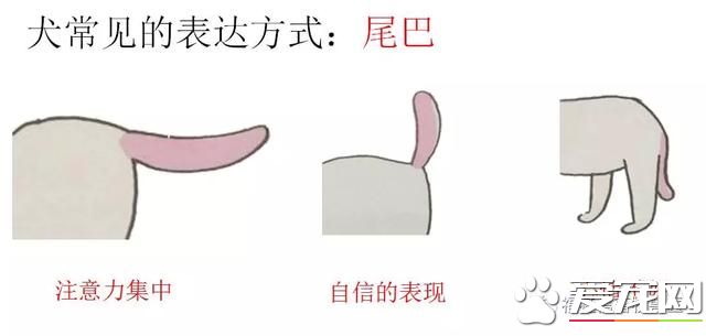 你不知道的事——寵物肢體語言