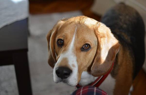 比格犬一生認幾個主人