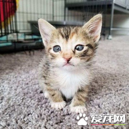 超獨特斗雞眼<a href=/zhonglei/mao/ target=_blank class=infotextkey>貓</a>咪 收編后變最受寵的小霸王