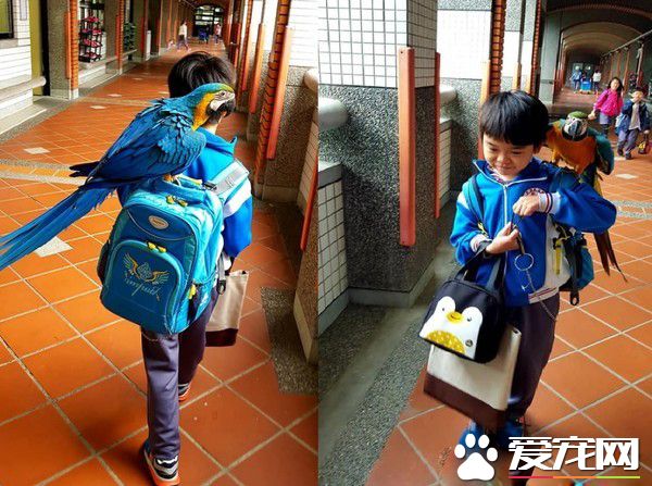 兒子生日送他一份小驚喜 立刻派出愛<a href=/zhonglei/niao/ target=_blank class=infotextkey>鳥</a>護送到教室