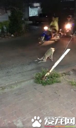 癱瘓狗拖著后腳慢慢爬 好心司機幫忙竟奇跡復原