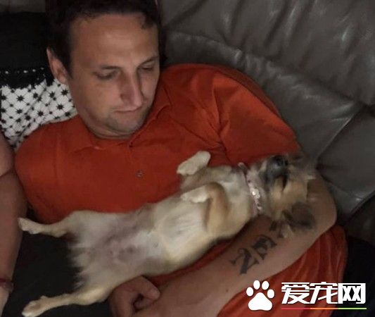 吉娃娃用生命報答主人 奮不顧身去救女主人