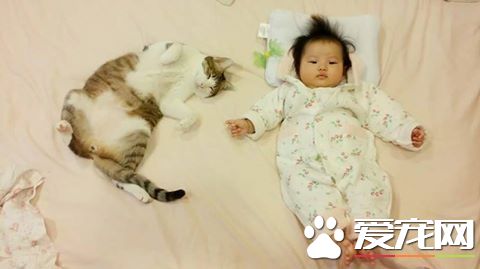 喵星人當哥哥陪伴妹妹睡覺 超溫暖的畫面