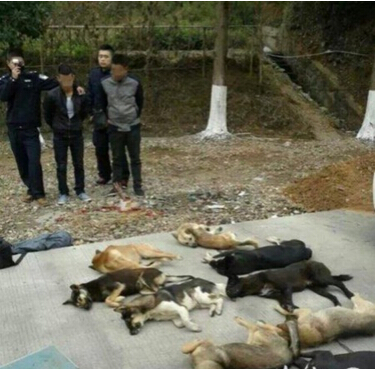 無良小販公然射殺土狗販賣有毒狗肉遭到判刑