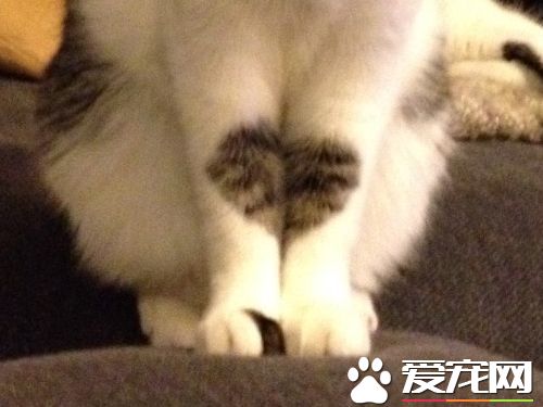 愛貓養的了一年多 才發現可愛的愛心圖案