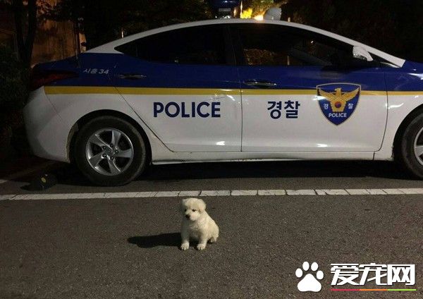 流浪狗沒有人要 韓國警察收編給它一個家