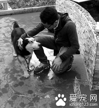 失主愿懸賞5萬元尋丟失的愛犬哈士奇