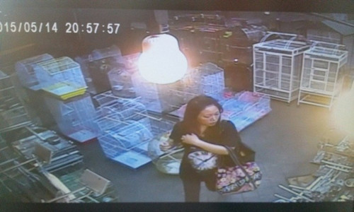 被監控拍到徒手偷鸚鵡女辯稱:夢游中不知在干嘛