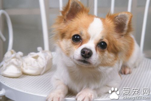 愛寵人士為寵物辭去工作投身寵物殯葬業