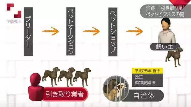 在日本寵物比孩子還多300萬 日本真的有看到的那么愛養寵物嗎？