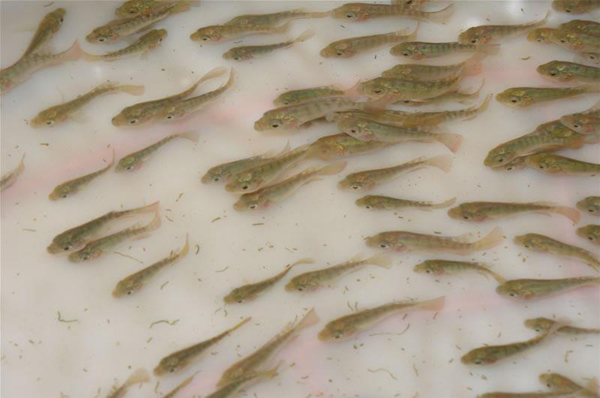 剛下的小魚需要喂食嗎