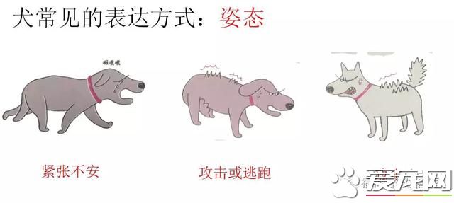 你不知道的事——寵物肢體語言