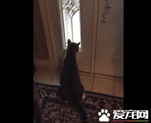 貓咪想要出去玩 踏上雪地嚇得不到三秒回家