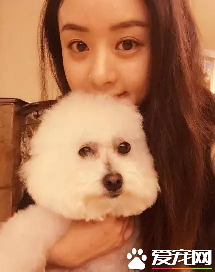 孫儷和趙麗穎的寵物 都比不上他的寵物