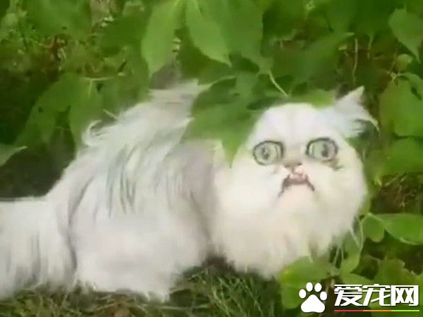 暴牙死魚眼狠盯 波絲金吉拉像喝醉嬤丑的可愛